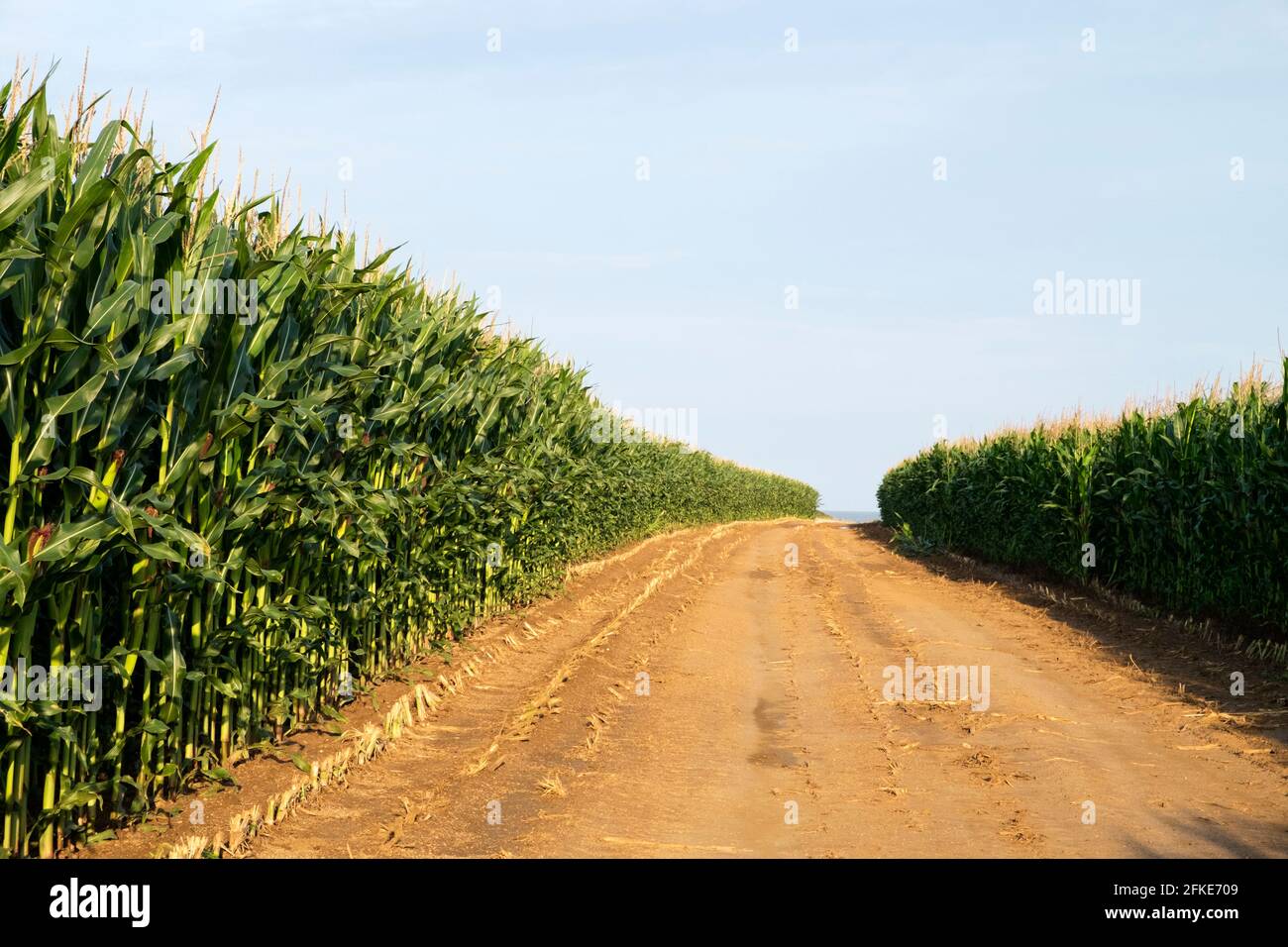 Maïs cultivé pour la production de biogaz Banque D'Images