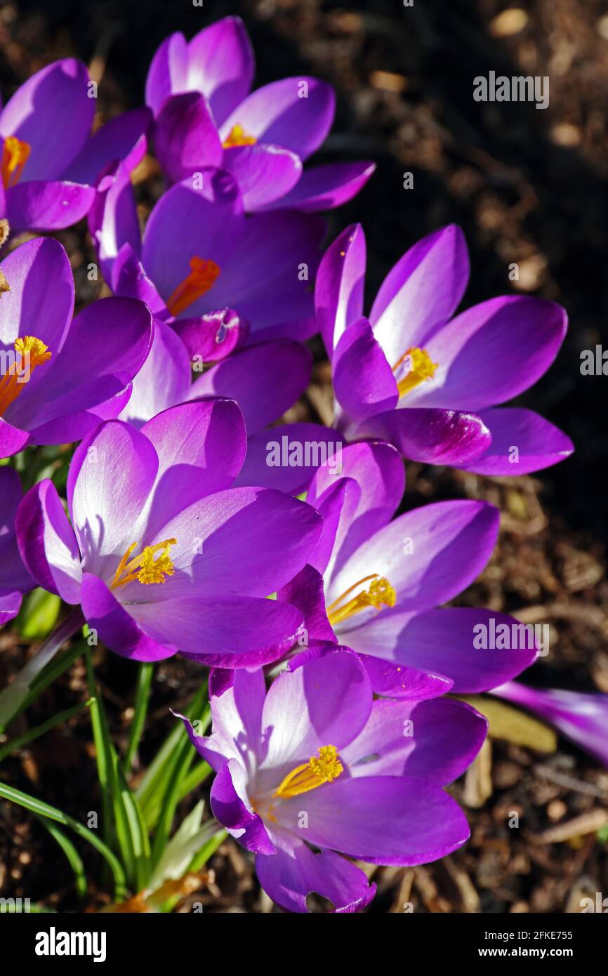 Bulbes de crocus violets en fleur Banque D'Images