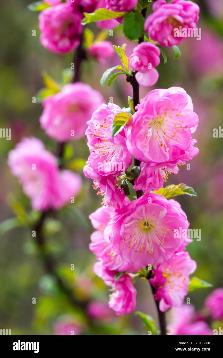 Amande rose floraison Prunus triloba arbuste fleurs de printemps fleurs de cerisier afghan Banque D'Images