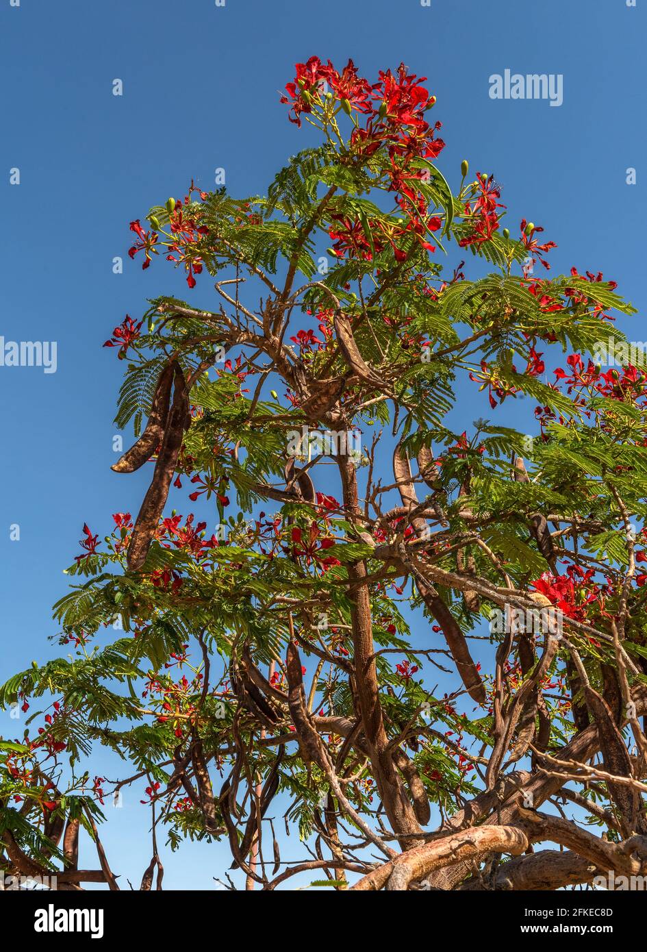 Arbre Mimosa aux fleurs rouges en Namibie, Afrique Banque D'Images