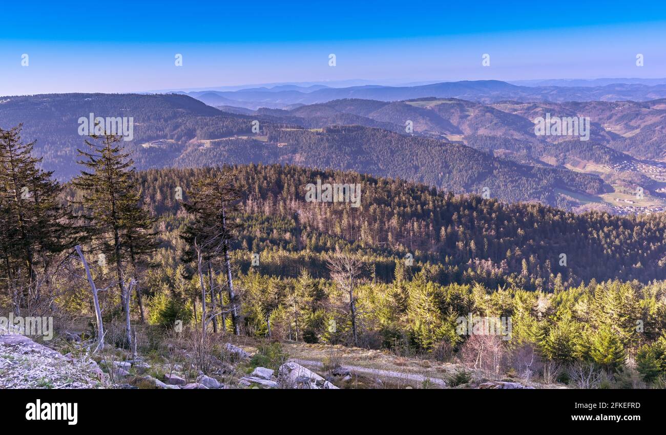 Vue de Hornisgrinde sur la Forêt Noire du Nord jusqu'à la place Seebach. Bade-Wurtemberg, Allemagne, Europe Banque D'Images