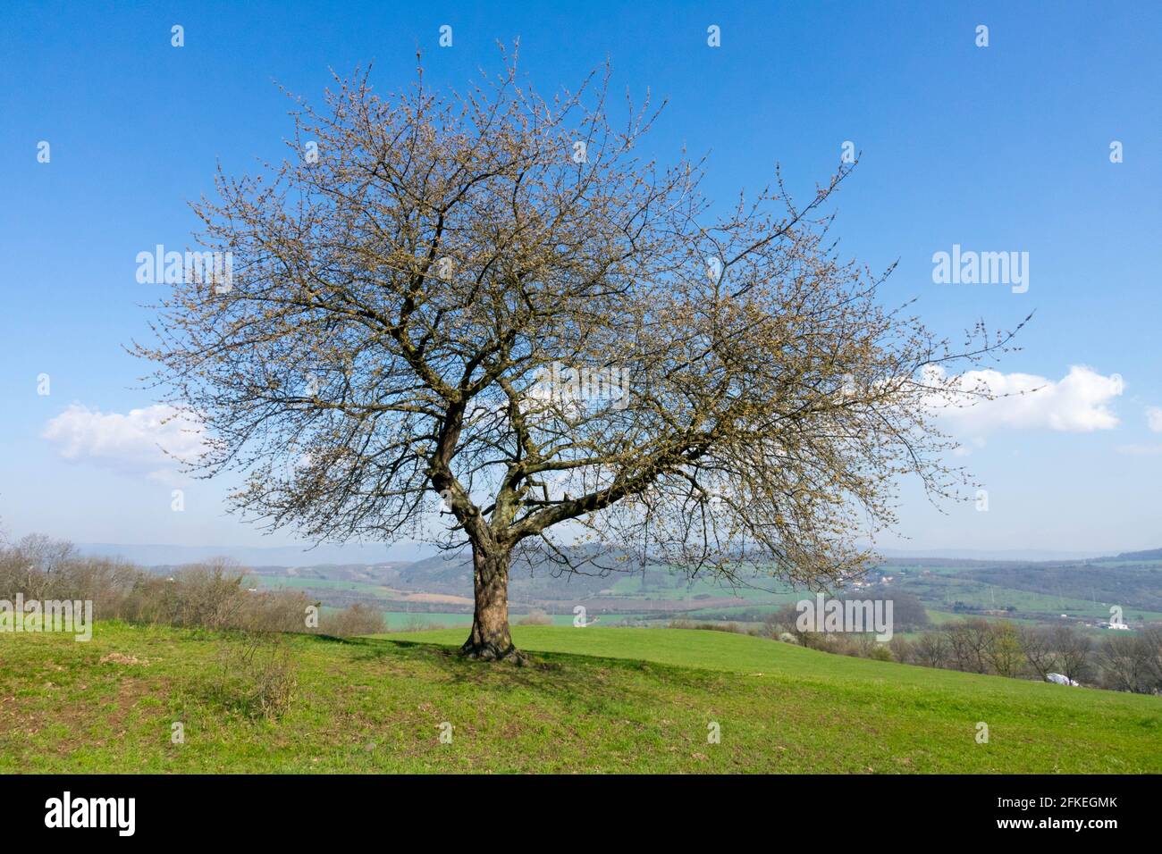 Paysage printanier cerisier, cerise douce Prunus avium arbre au début du printemps pays vert champ solitaire arbre bleu ciel Banque D'Images