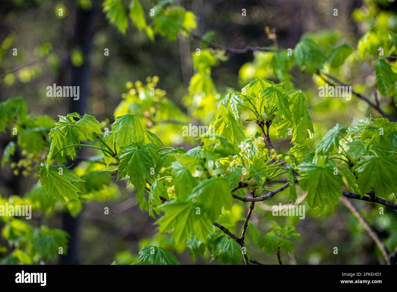 Des feuilles de vert vif sur un arbre sous le soleil du matin. Banque D'Images