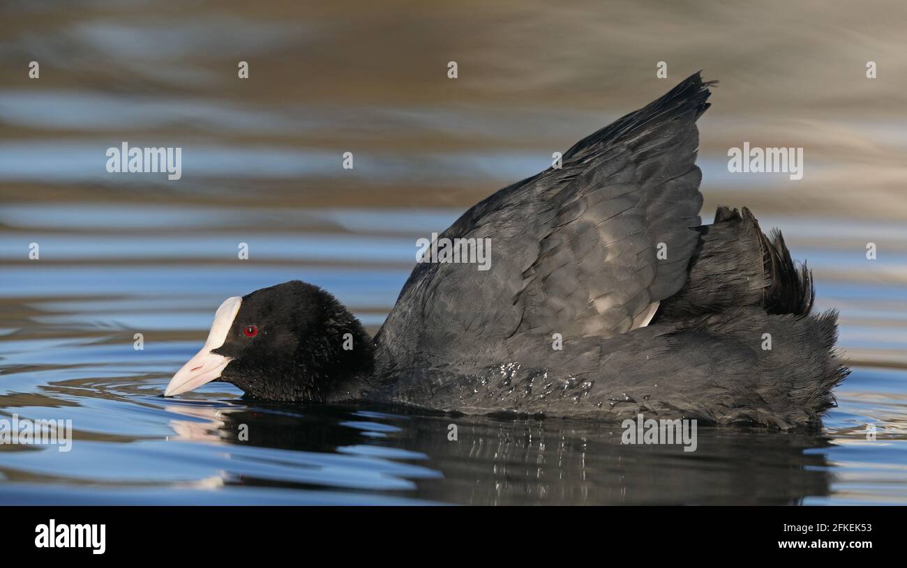 Eeurasien Craot, Fulica atra exposition Banque D'Images