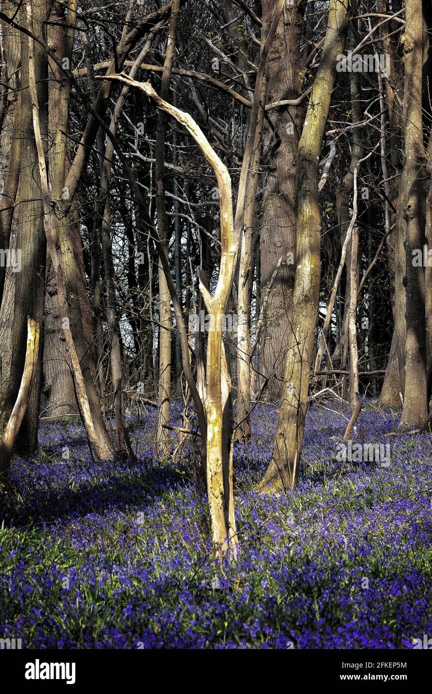 Bluebell Forest sur la Pilgrams Way Chilham Kent Royaume-Uni Banque D'Images
