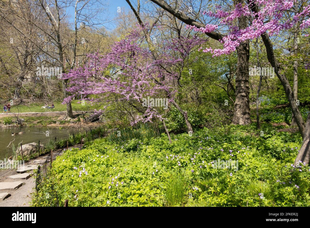 Chemin de pierre de pas à Hernshead bateau atterrissage au bord du lac, Central Park, NYC Banque D'Images