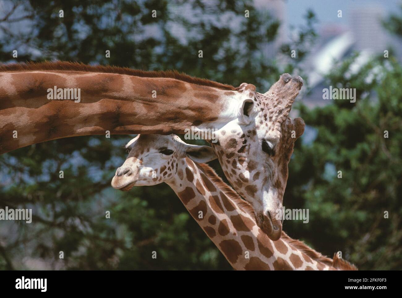 Australie. Nouvelle-Galles du Sud. Sydney. Zoo de Taronga. Deux girafes. Gros plan. Banque D'Images
