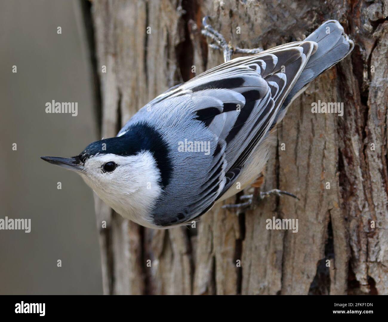 Nuthatch à poitrine blanche, assis sur un tronc d'arbre dans la forêt, Québec, Canada Banque D'Images