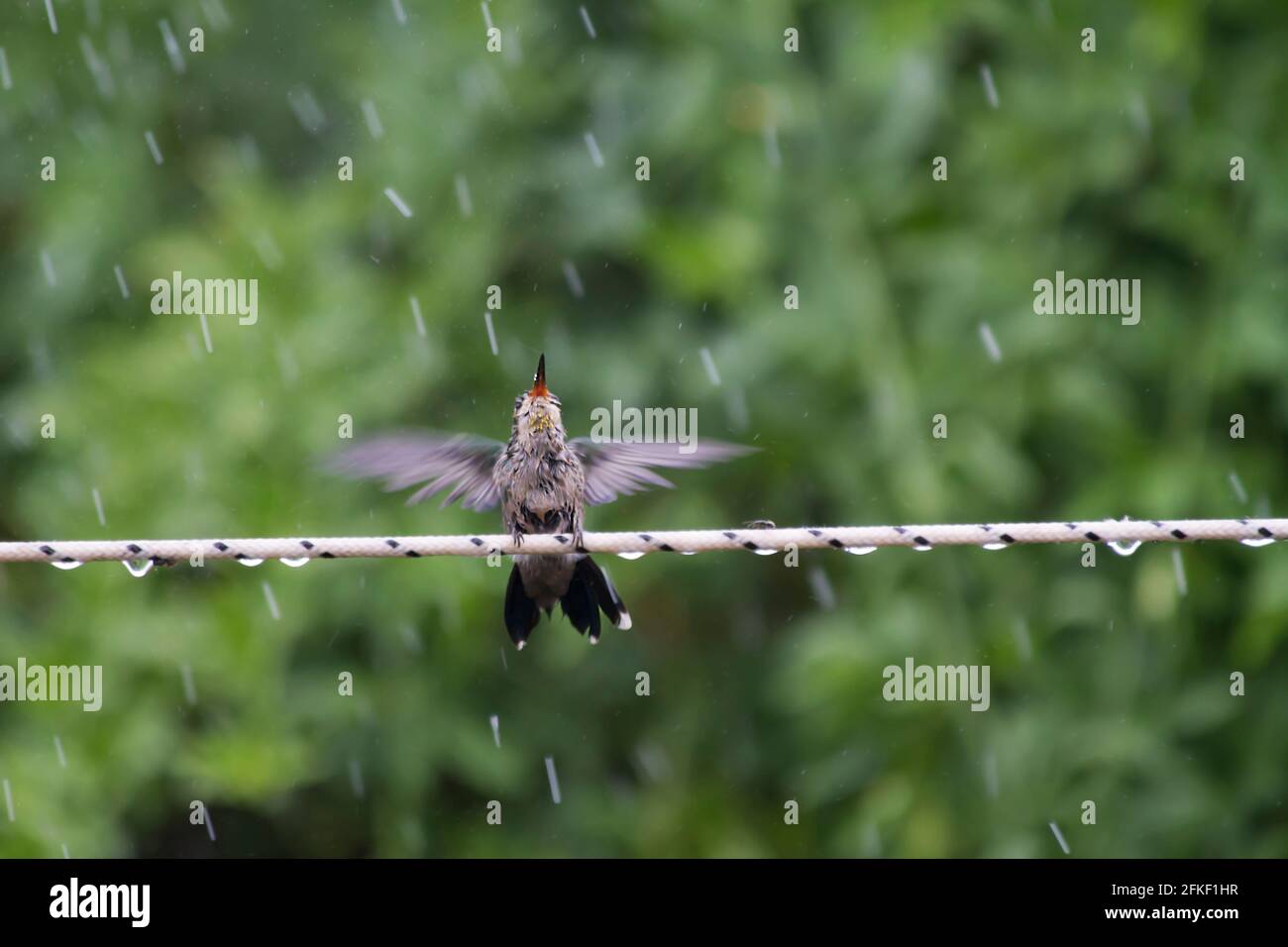 petit colibri prenant un bain sous la pluie Banque D'Images