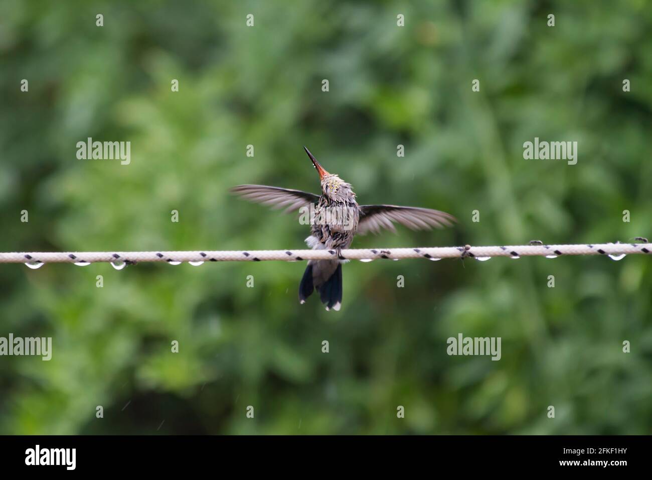 petit colibri prenant un bain sous la pluie Banque D'Images