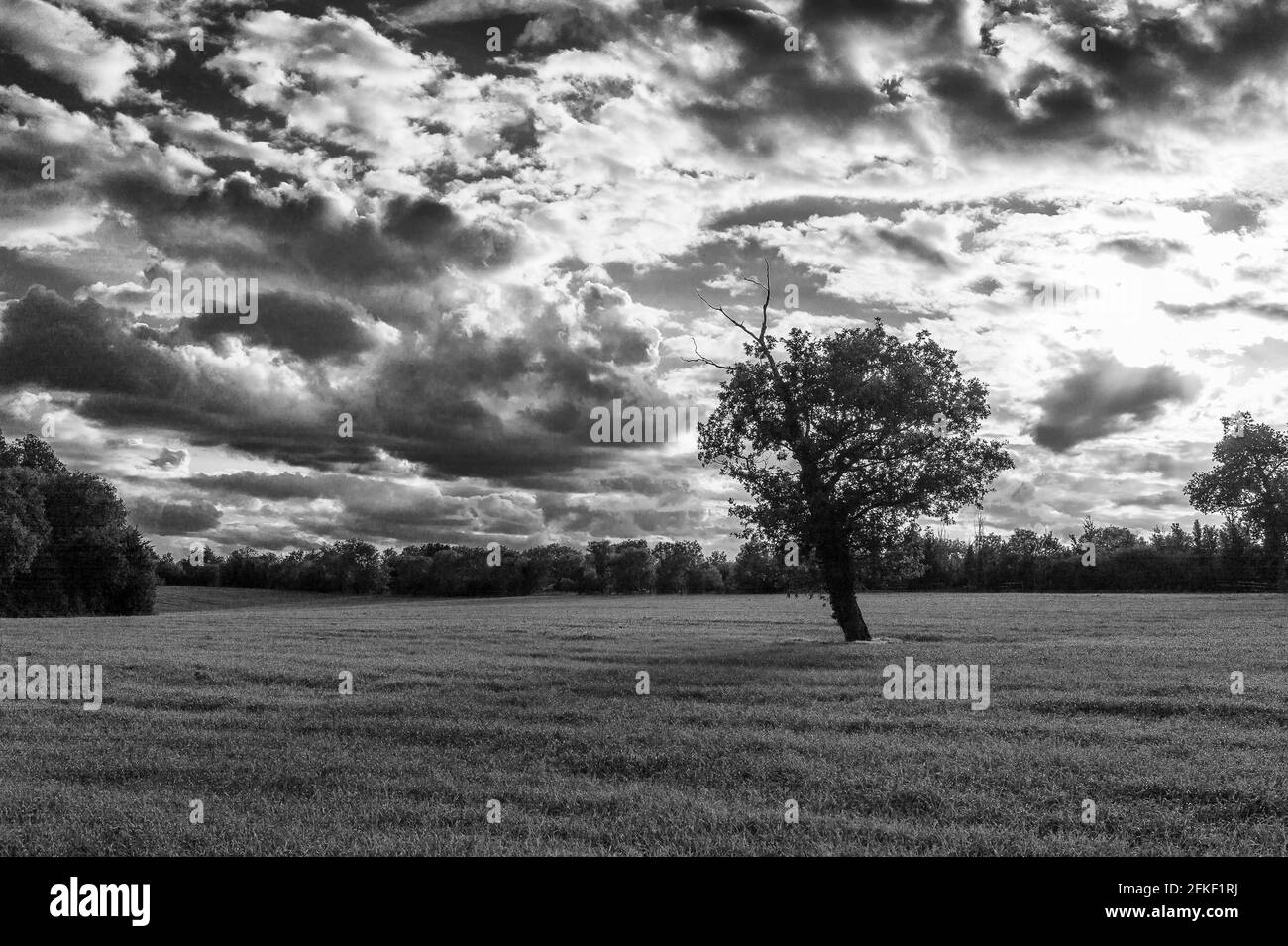 UK nature Banque D'Images