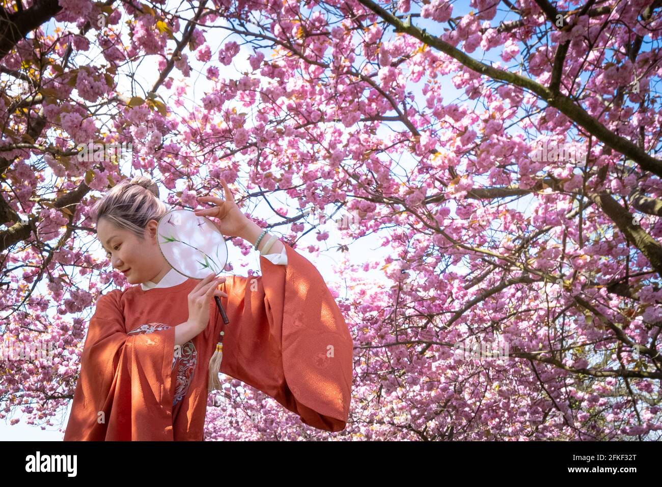 Londres, Royaume-Uni. 1er mai 2021. Météo au Royaume-Uni : le soleil fleurira dans Greenwich Park. Yuaner Xu, un étudiant en formation de maîtres à la London Contemporary Dance School (LCDS), bénéficie du soleil de vacances de banque en frappant une pose près des cerisiers en fleurs vibrants de Greenwich Park. Credit: Guy Corbishley/Alamy Live News Banque D'Images