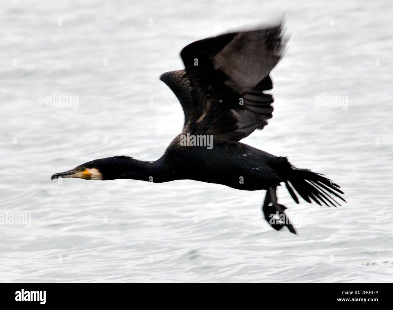 CORMORANT, PORTSMOUTH HARBOUR, PIC MIKE WALKER Banque D'Images
