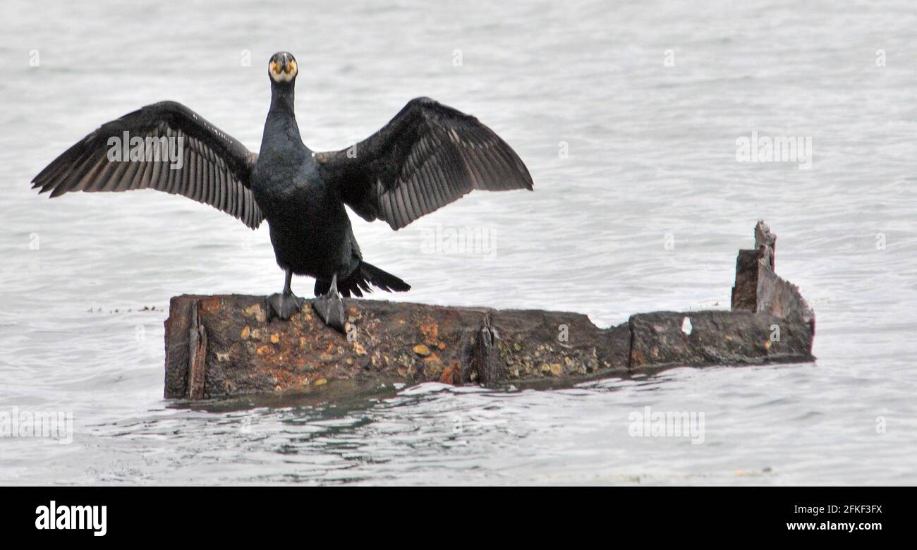 CORMORANT, PORTSMOUTH HARBOUR, PIC MIKE WALKER Banque D'Images