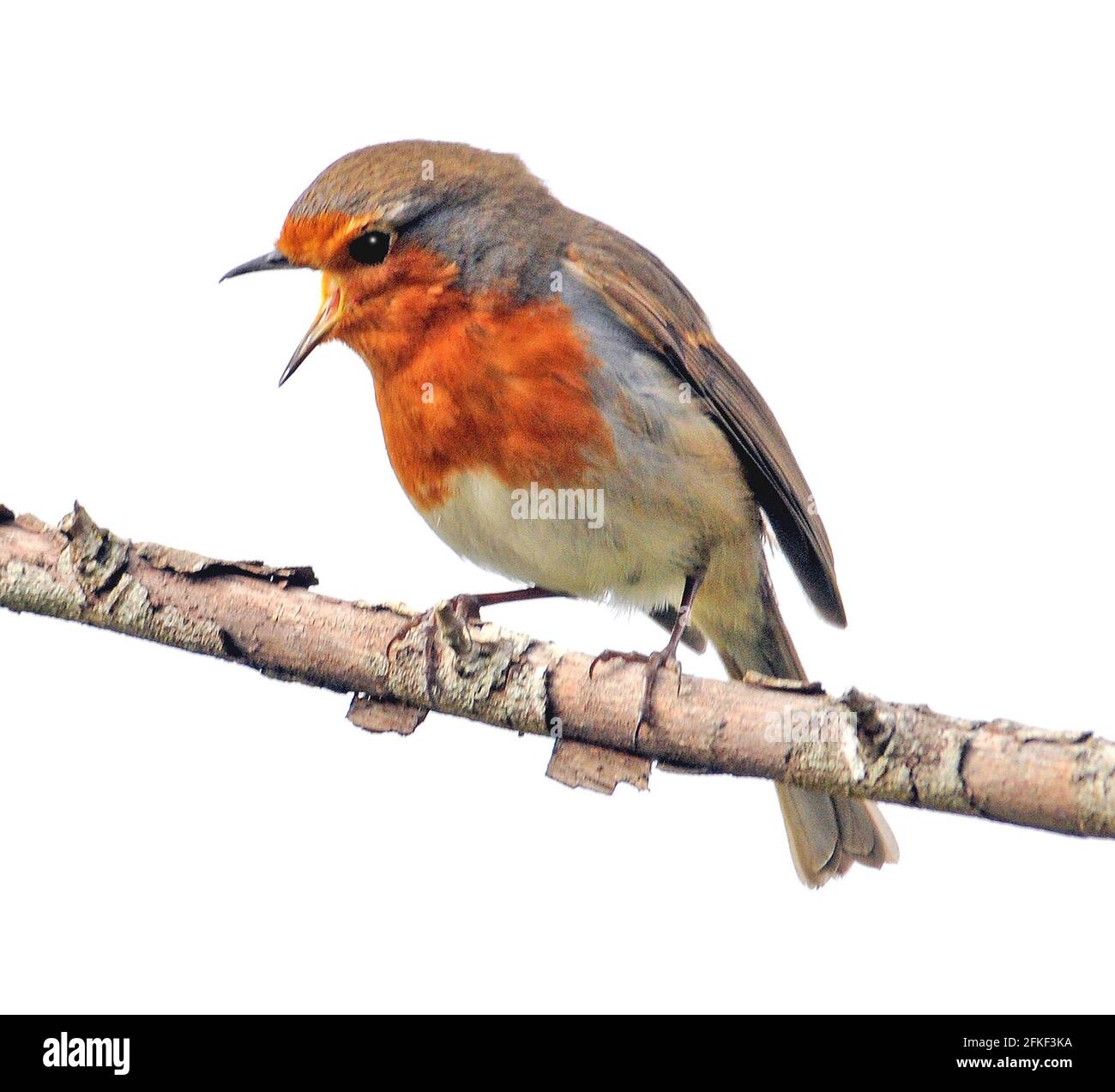 ROBIN, PORTCHESTER CASTLE SHORE PARK PIC MIKE WALKER ROBIN CHANT PIC MIKE WALKER 2021 Banque D'Images