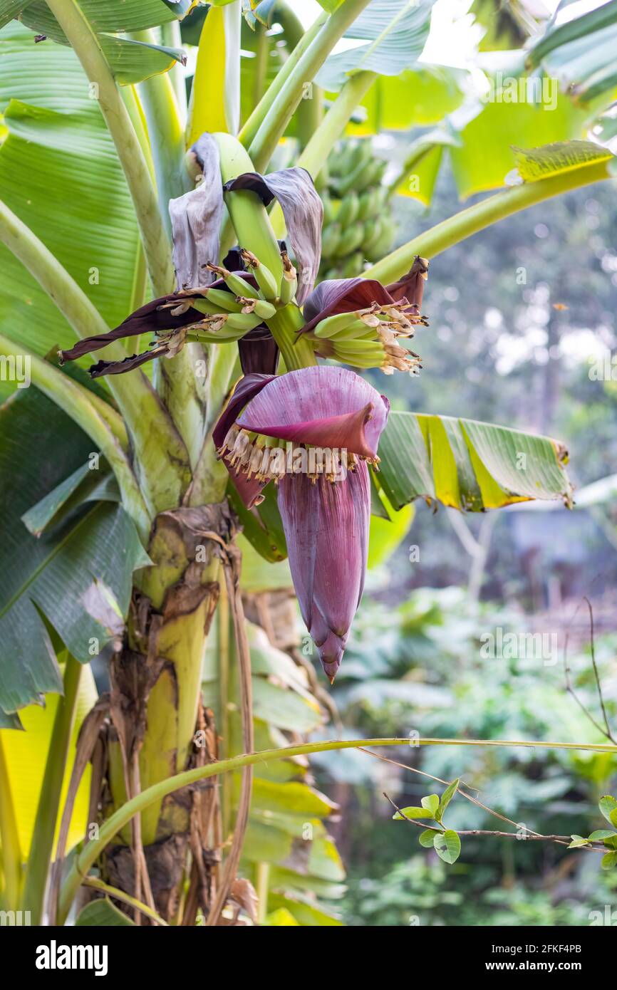 Fleur de banane avec un bouquet de jeune banane qui pousse dessus l'arbre de près dans le village Banque D'Images