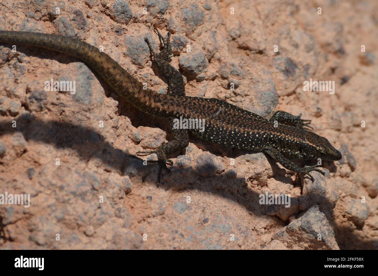 Teira dugesii lézard des murailles de Madère, une espèce endémique de l'archipel de Madère Banque D'Images