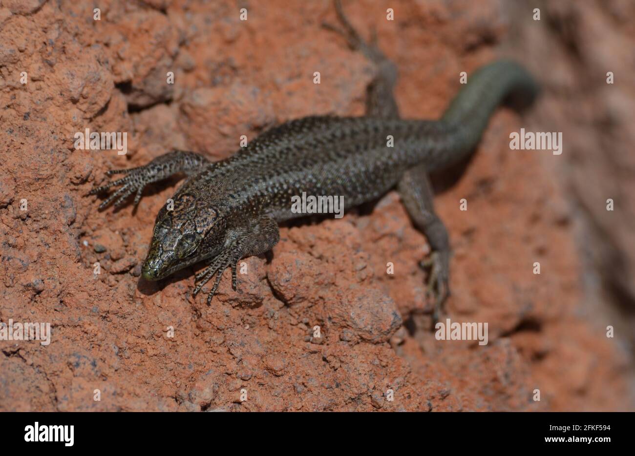 Teira dugesii lézard des murailles de Madère, une espèce endémique de l'archipel de Madère Banque D'Images