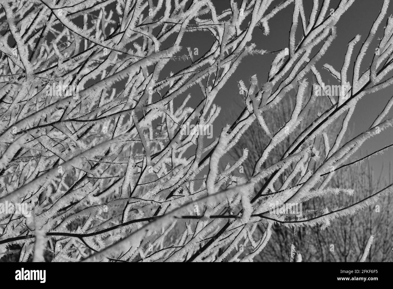 Photographie en noir et blanc du givre sur les membres d'un bouleau de rivière. Banque D'Images