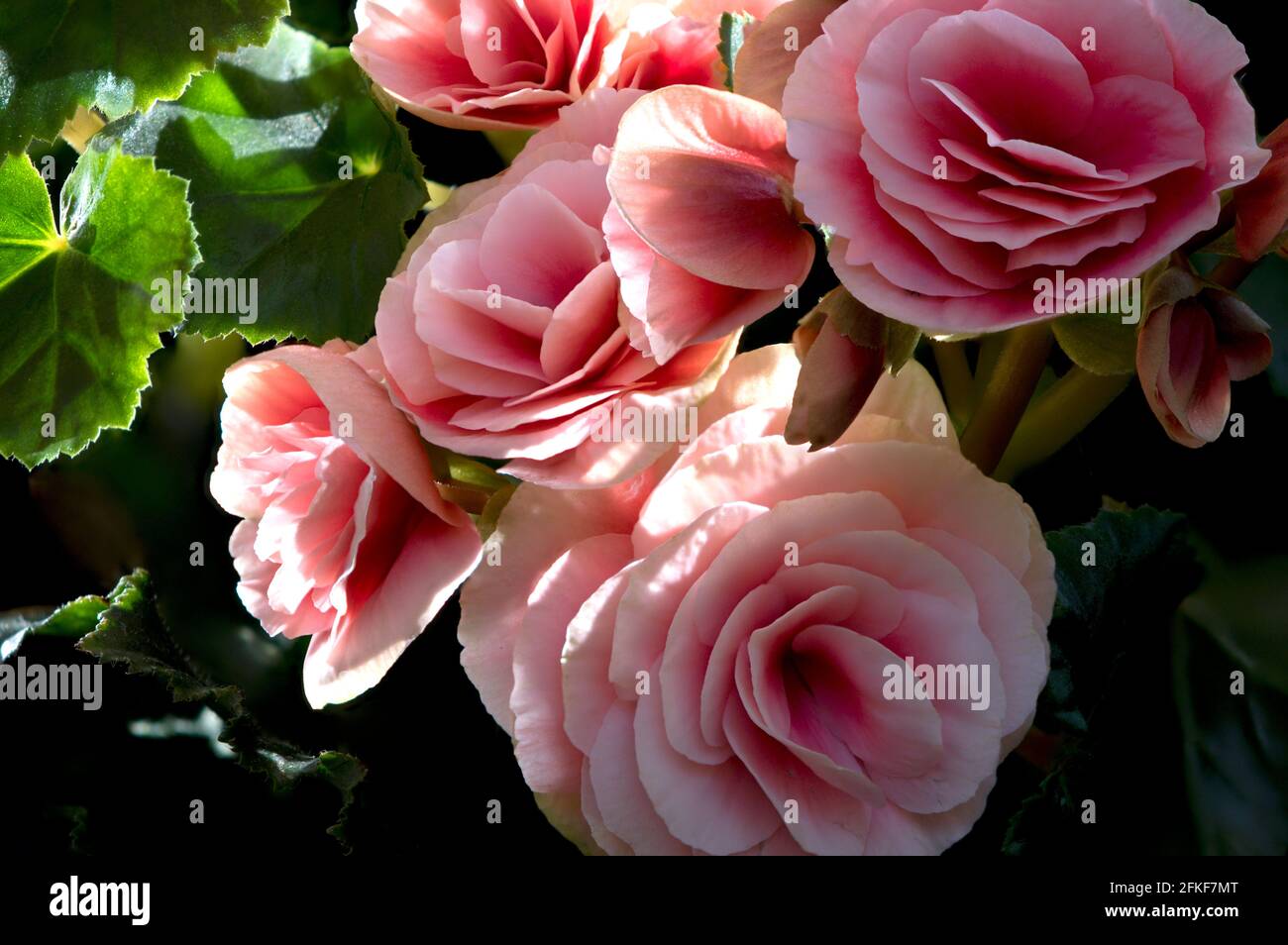 Gros plan de fleurs roses Begonia 'Borias' en utilisant la technique de mise au point-empilement Banque D'Images