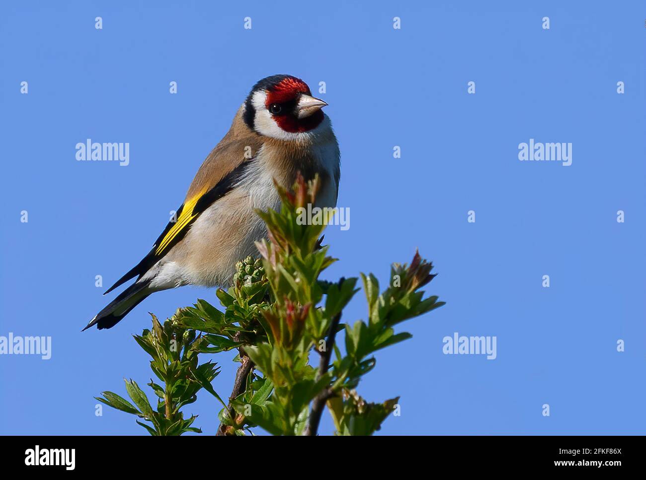Un bel européen Goldfinch (Carduelis carduelis), perché sur un buisson de Hawthorn contre un ciel bleu vif Banque D'Images