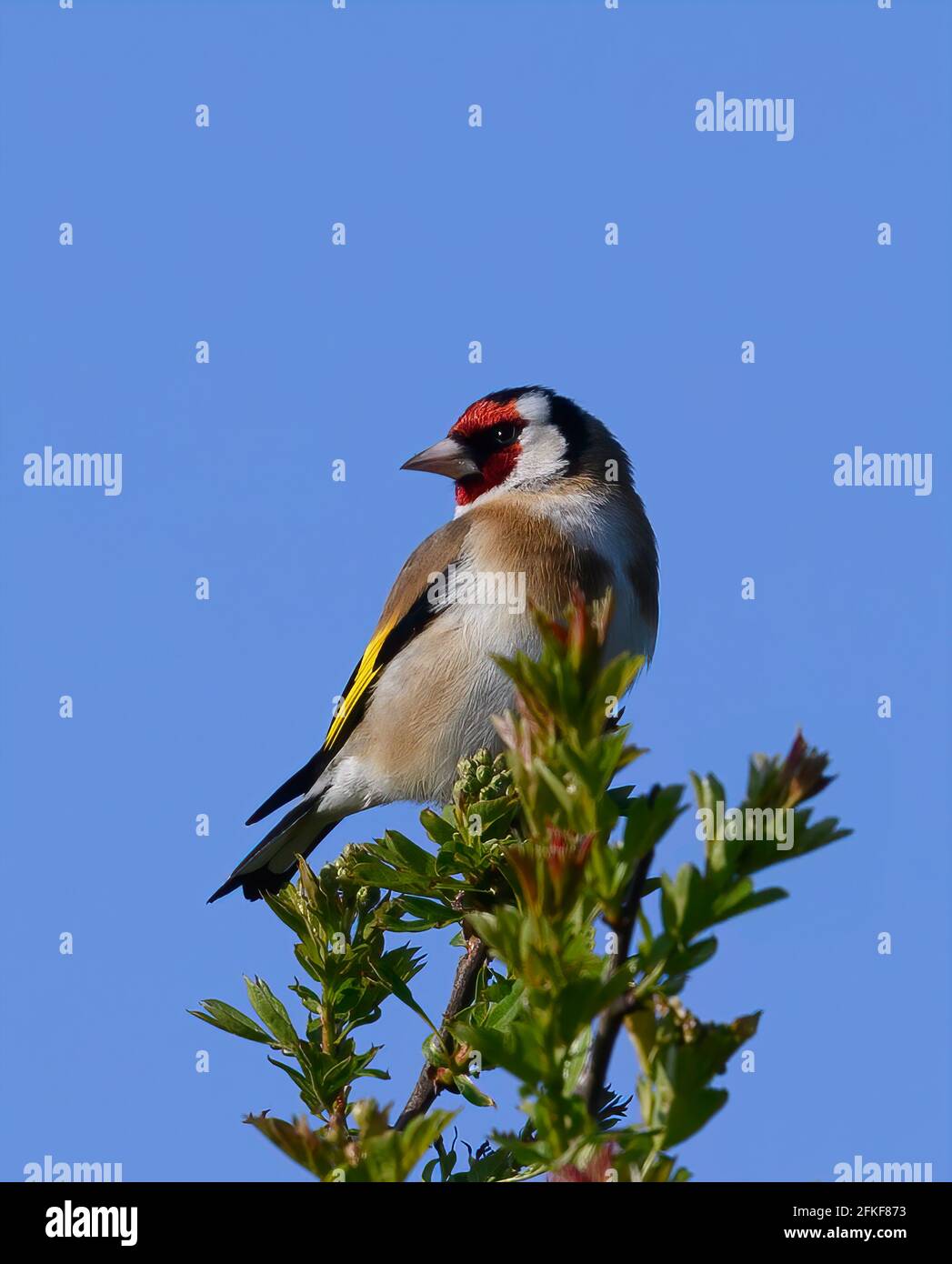 Un bel européen Goldfinch (Carduelis carduelis), perché sur un buisson de Hawthorn contre un ciel bleu vif Banque D'Images