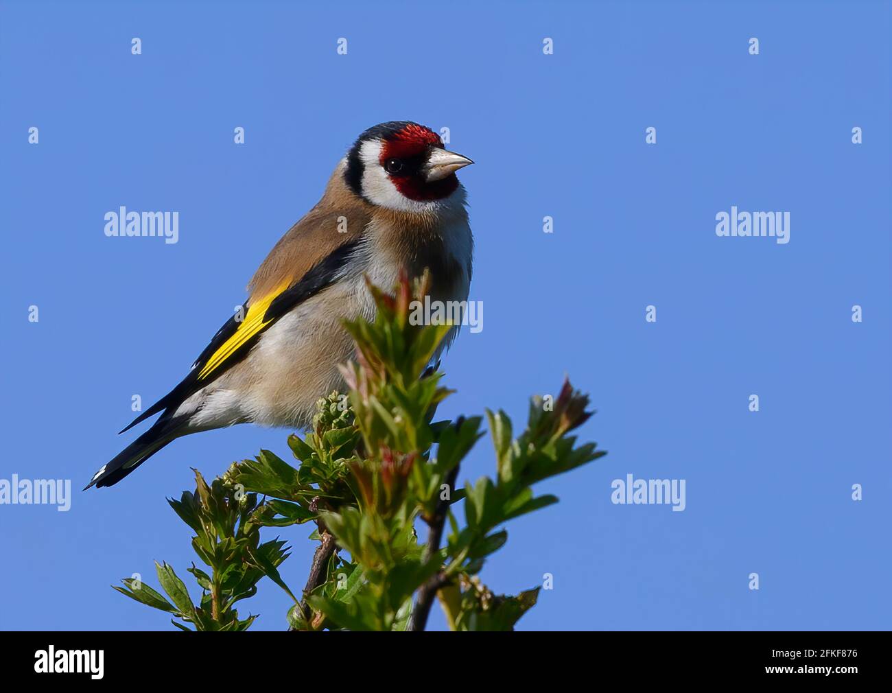 Un bel européen Goldfinch (Carduelis carduelis), perché sur un buisson de Hawthorn contre un ciel bleu vif Banque D'Images