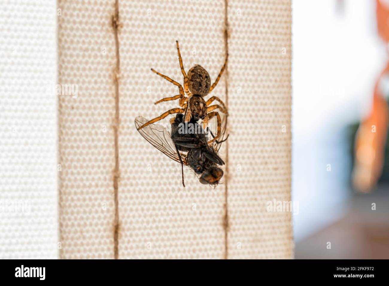 Une petite araignée a attaqué et piégé une mouche. L'arachnide tue l'insecte en le piquant avec ses fangs. Macro-photographie, gros plan. Le prédateur cache Banque D'Images