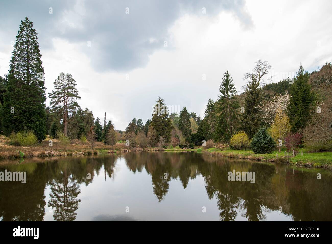 Conifères et pins au bord du lac au Pinetum national et forêt de Bedgebury dans le Kent, arboretum récréatif et de conservation géré par Forestry England Banque D'Images