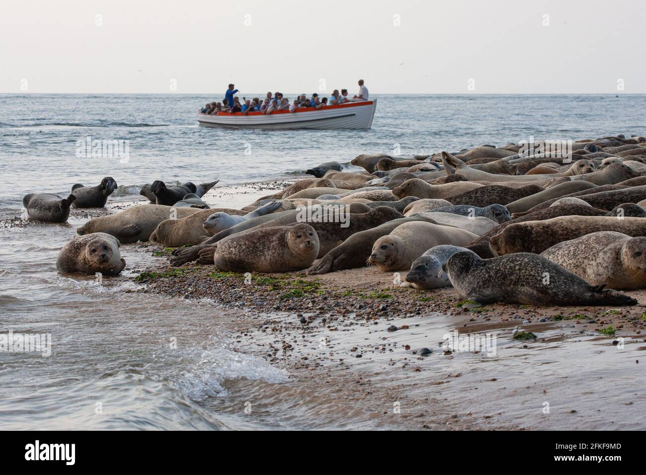 Phoques communs sur Blakeney point Norfolk, Angleterre Banque D'Images