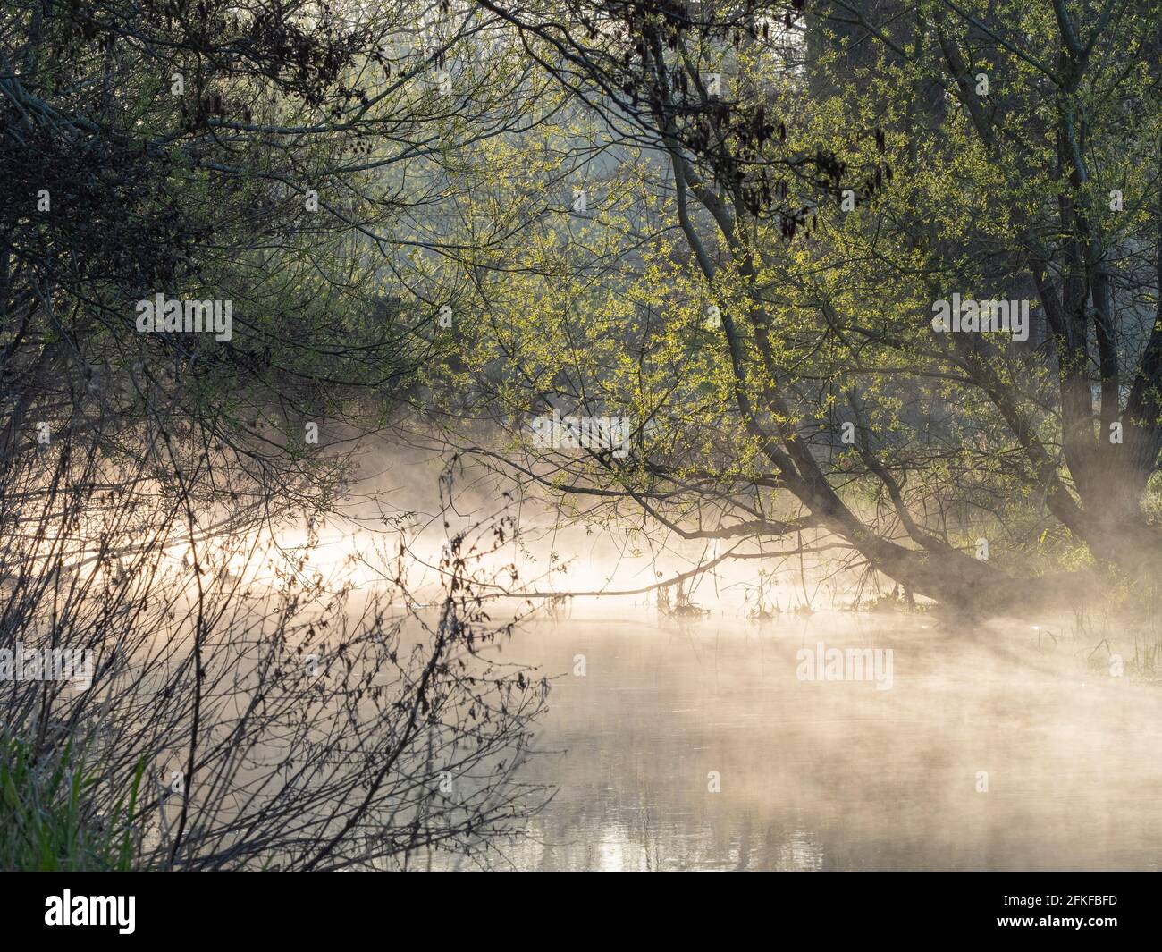 Brume à l'aube sur la rivière Wensum Banque D'Images
