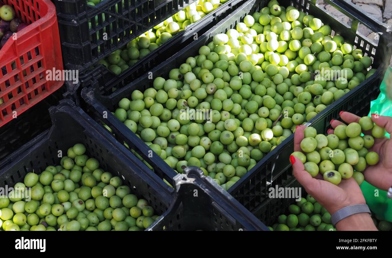 Femme avec les ongles rouges sélectionne hors d'une pile de olives entières vertes brutes Banque D'Images