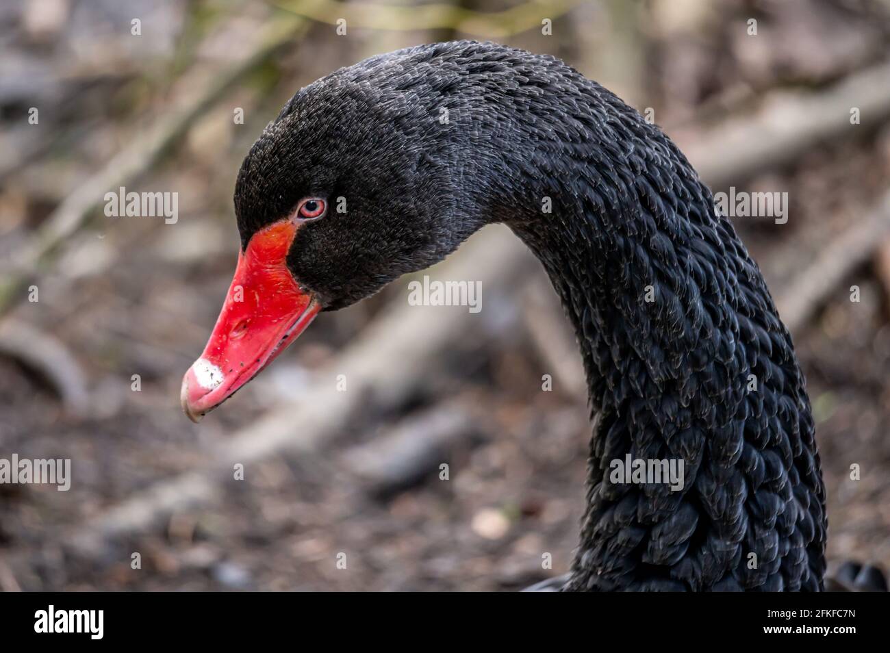 Portrait de cygne noir. Un Cygnus atratus avec une facture rouge dans l'environnement naturel. La beauté dans la nature. Banque D'Images