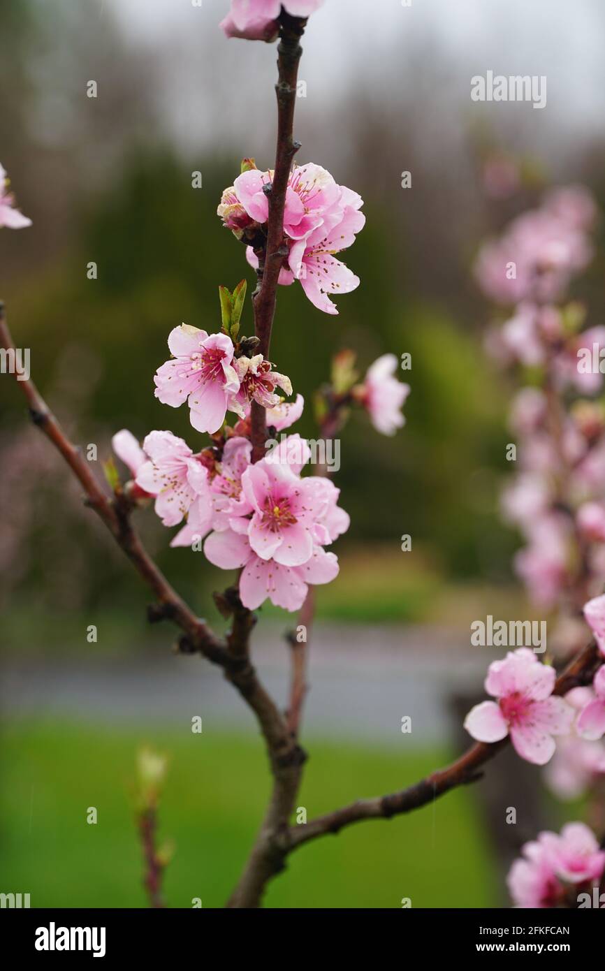 Une branche de pêche aux fleurs fleuries avec des gouttes de pluie sur les pétales. Nom latin - Prunus persica var. Platycarpa Saturne. Arrière-plan flou avec copie s. Banque D'Images