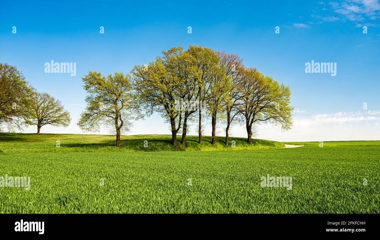 Prairies vertes avec ciel bleu et fond de nuages Banque D'Images