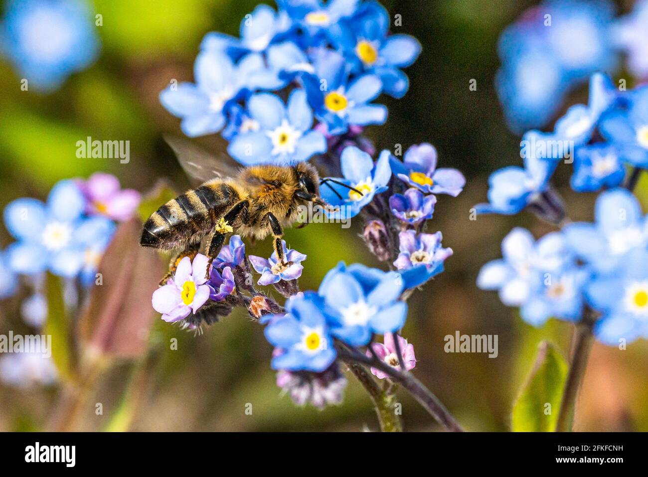 Abeille sur une fleur collectant le pollen. Nectar d'abeilles provenant de fleurs d'été Banque D'Images