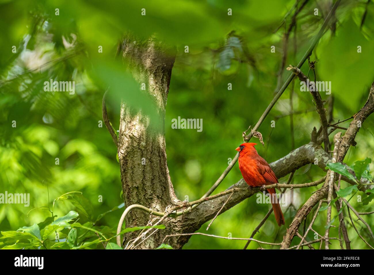 Cardinal rouge vif parmi le feuillage vert du printemps au parc de Stone Mountain près d'Atlanta, en Géorgie. (ÉTATS-UNIS) Banque D'Images