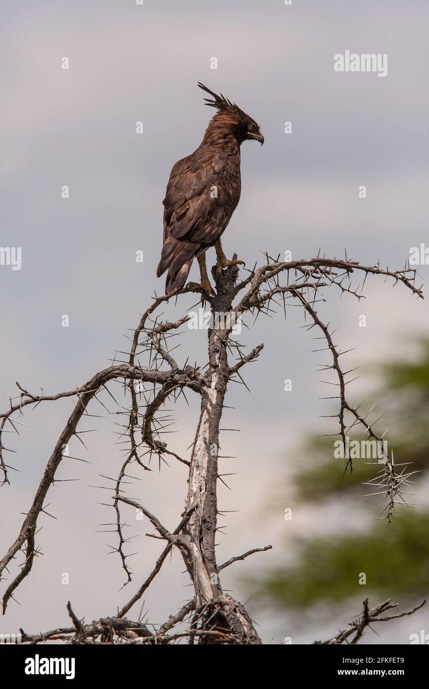 Aigle à longue crête à observer la présence de proies provenant d'un arbre en Tanzanie Banque D'Images