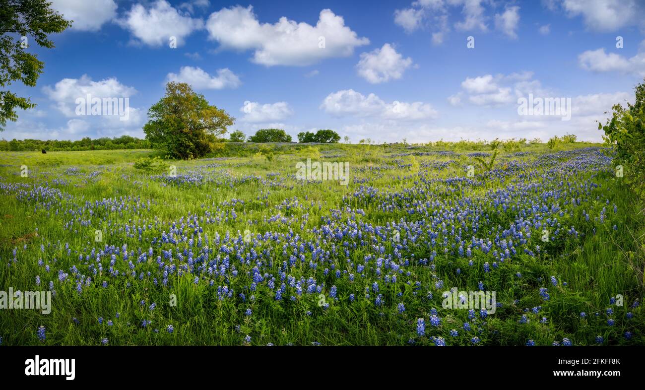 Sereine Pasture remplie de Bluebonnet dans le Nord rural du Texas Banque D'Images