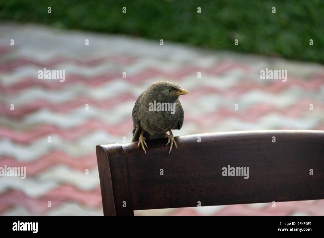 Babbler à bec jaune (Argya affinis taprobanus) au Sri Lanka, en hiver Banque D'Images