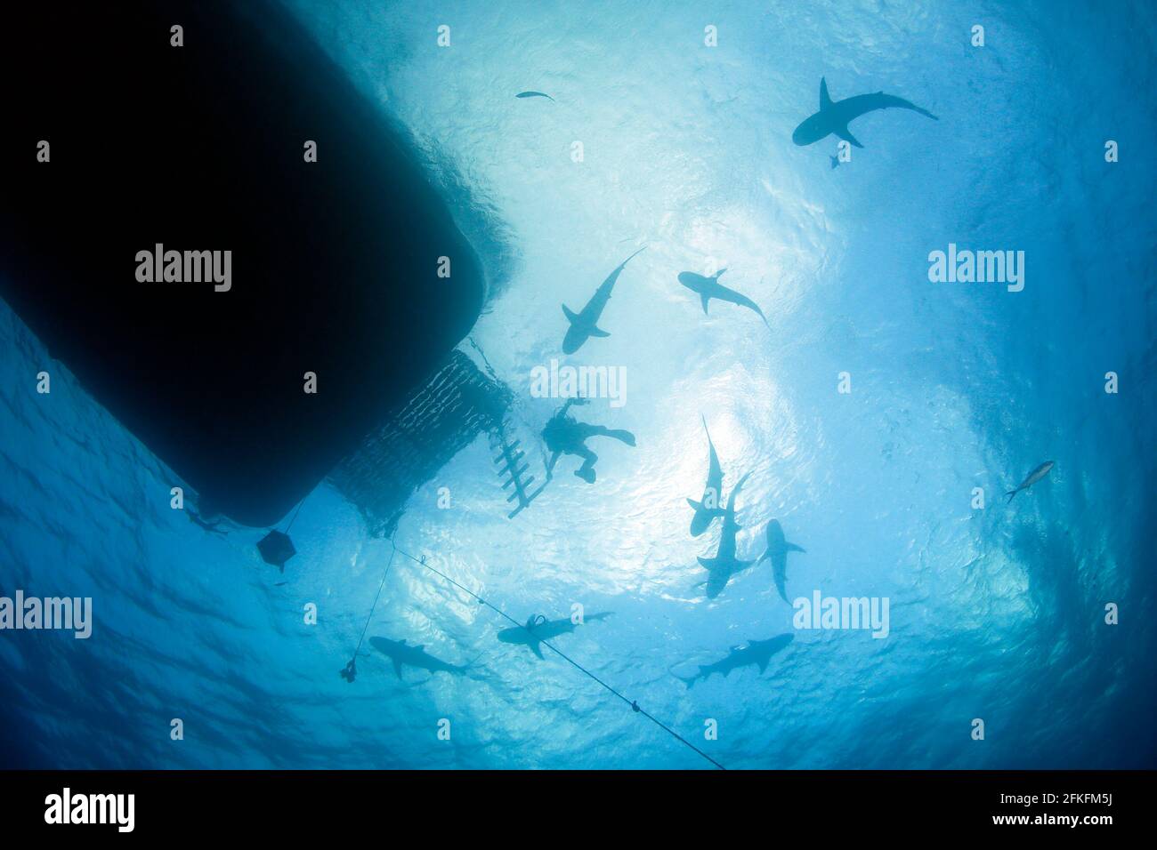 Beaucoup de requins contre la surface, avec plongeur au milieu, vu de dessous. Tiger Beach, Bahamas Banque D'Images