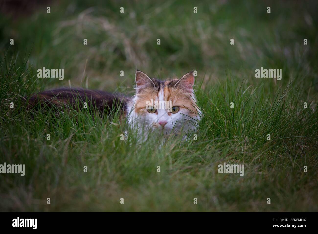 Chat Couche Banque De Photographies Et D Images A Haute Resolution Alamy