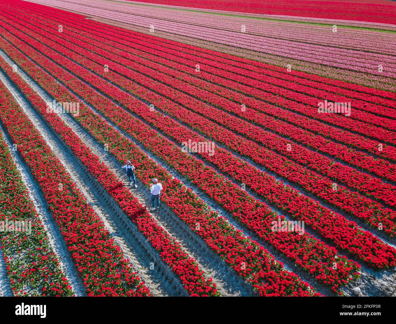 Champ de tulipes aux pays-Bas, champs de tulipes colorés à Flevoland Noordoosstpolder Hollande, vues de printemps néerlandais aux pays-Bas, couple homme et femme mi-âge dans champ de fleurs Banque D'Images