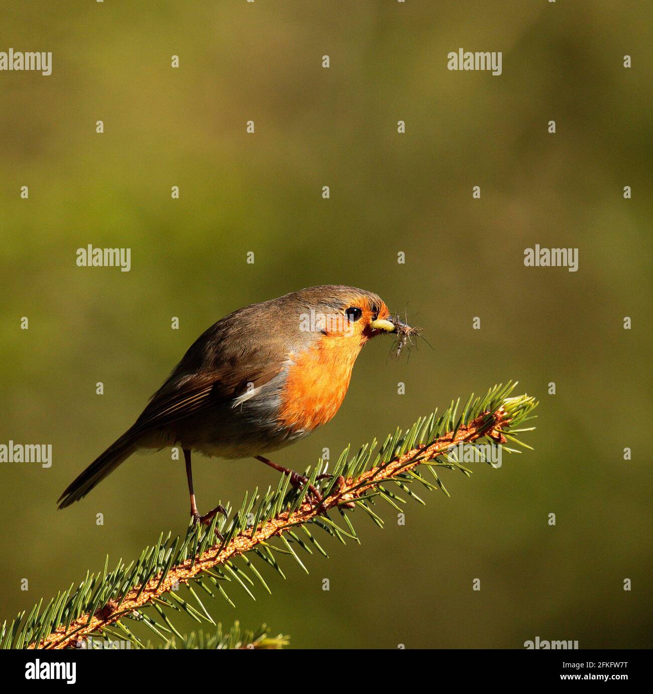 European robin flying Banque de photographies et d’images à haute ...