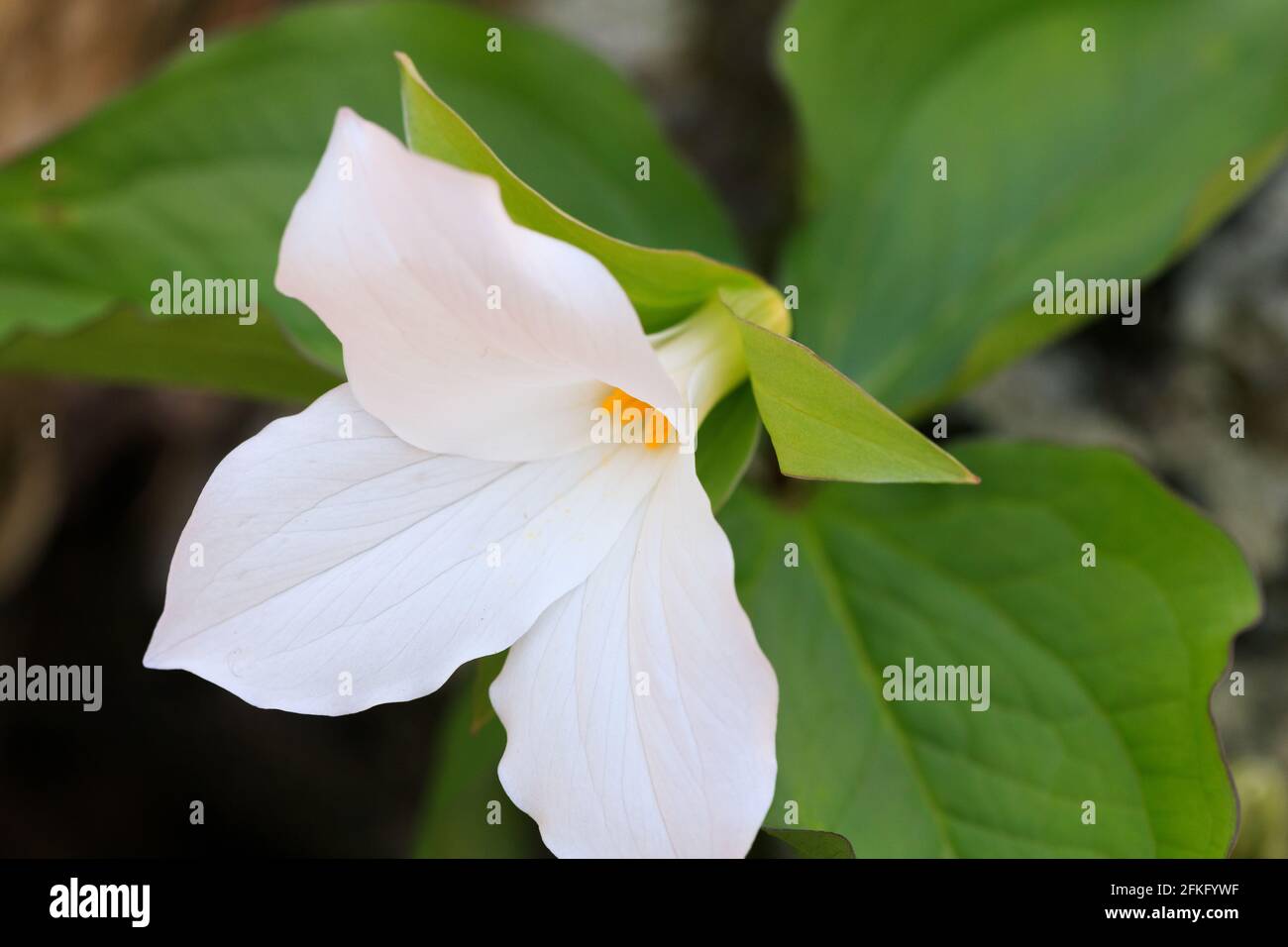 Fleurs sauvages Trillium dans l'arrière-pays du parc national de Shenandoah, en Virginie, aux États-Unis Banque D'Images