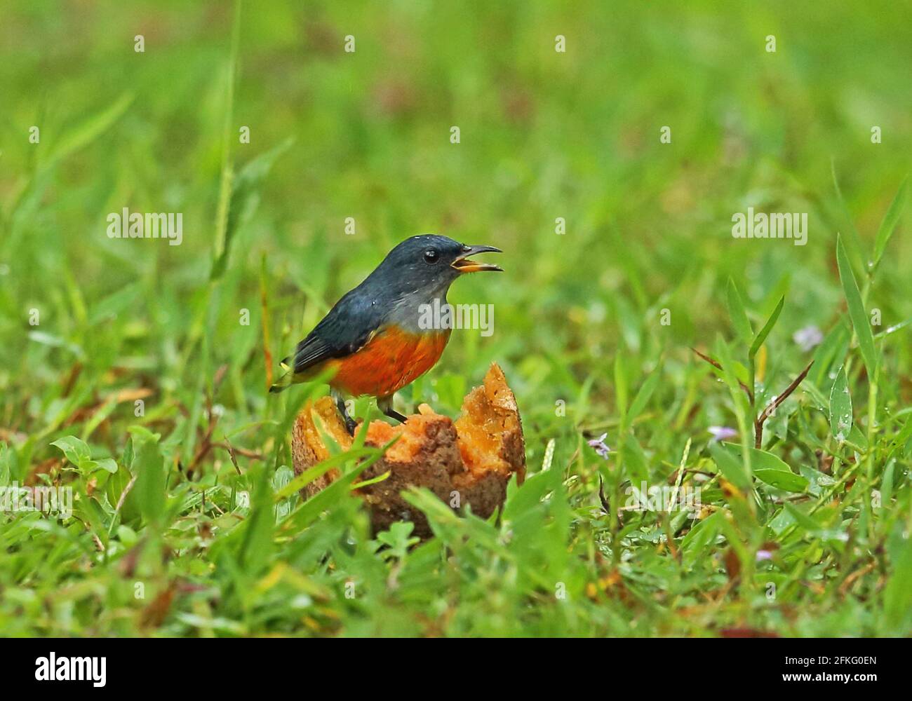 Flowerpecker à ventre orange (Dicaeum trigonostigna trigonostigma) adulte mâle se nourrissant de fruits tombés dans la voie de pluie Kambas NP, Sumatra, Indonésie Banque D'Images