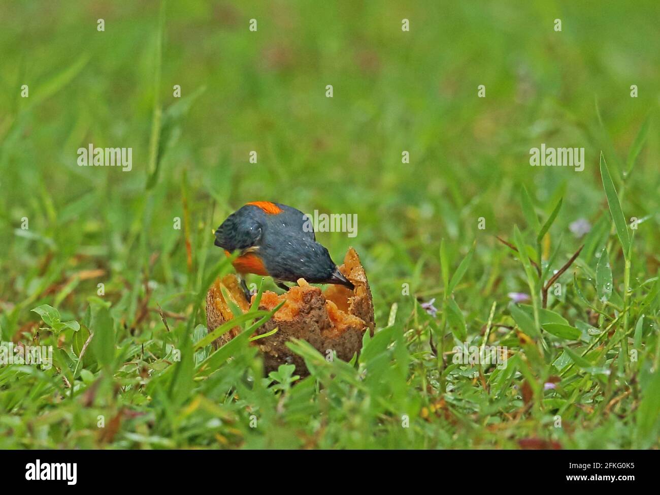 Flowerpecker à ventre orange (Dicaeum trigonostigna trigonostigma) adulte mâle se nourrissant de fruits tombés dans la voie de pluie Kambas NP, Sumatra, Indonésie Banque D'Images