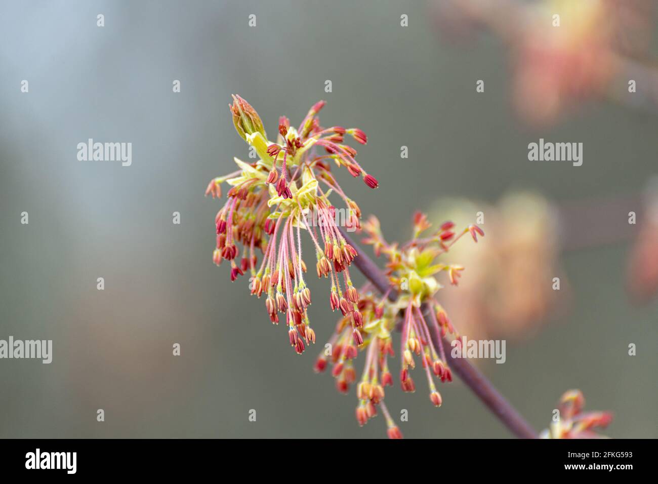 Ressort. La fleur d'érable - boucles d'oreilles en érable Banque D'Images