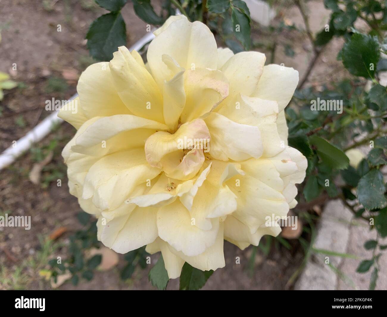 Gros plan de la rose blanche du bengale Banque D'Images