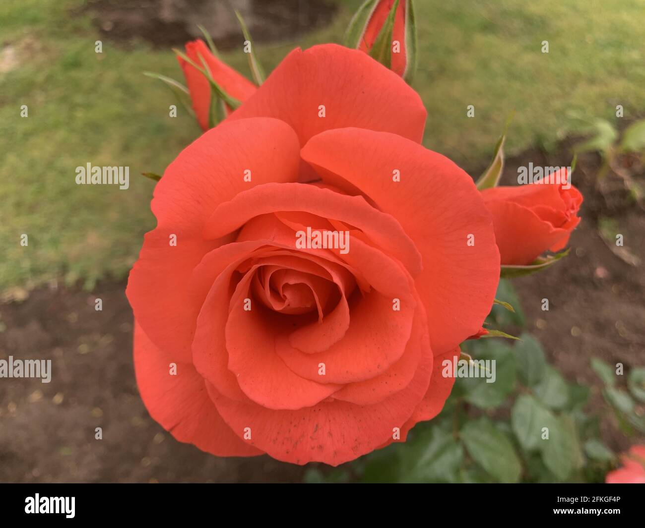 Gros plan sur la magnifique rose bengale RE Banque D'Images